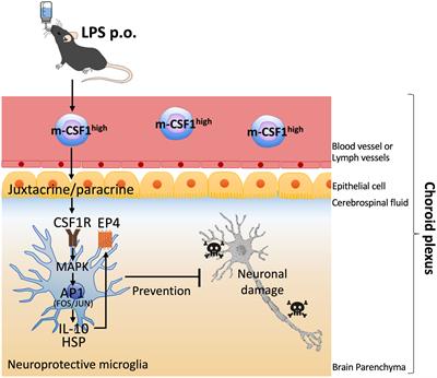 Oral route lipopolysaccharide as a potential dementia preventive agent inducing neuroprotective microglia